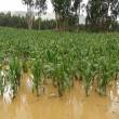 M&aacute;s de 8,000 hect&aacute;reas tienen seguro agr&iacute;cola comercial en zona norte del pa&iacute;s - 