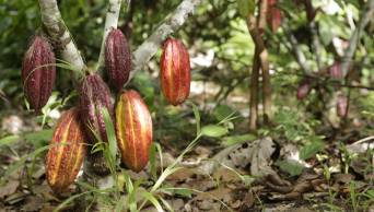 Unos 20 mil productores de cacao elevar&aacute;n calidad de su producci&oacute;n