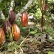 Unos 20 mil productores de cacao elevar&aacute;n calidad de su producci&oacute;n - 