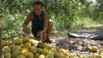Agricultores de la selva central donan m&aacute;s de 8 toneladas de frutas para damnificados