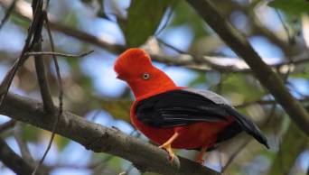 Per&uacute; busca tricampeonato mundial de avistamientos de aves, inform&oacute; el Servicio Nacional de �reas Naturales Protegidas por el Estado  - SERNANP