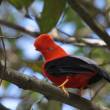 Per&uacute; busca tricampeonato mundial de avistamientos de aves, inform&oacute; el Servicio Nacional de �reas Naturales Protegidas por el Estado  - SERNANP - 