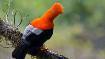 GREAT BIG STORIES: Serie de YouTube resalta belleza del gallito de las rocas �Rupicola peruviana�
