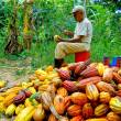 Producci&oacute;n de cacao alcanza r&eacute;cord hist&oacute;rico en Per&uacute; con 108,000 toneladas - 