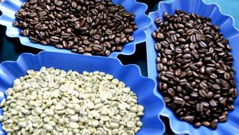 El m&aacute;s prestigioso concurso internacional de caf&eacute; se realizar&aacute; en Per&uacute;