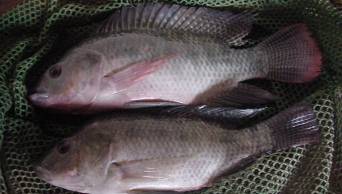 Per&uacute; est&aacute; vigilante ante posible ingreso de virus de la tilapia lacustre