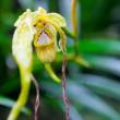 Exposici&oacute;n internacional iniciar&aacute; el Festival de la Orqu&iacute;dea en Moyobamba (26 al 29 Octubre) - 