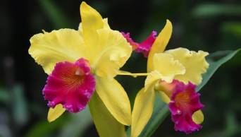 Formalizan 10 viveros de orqu&iacute;deas para impulsar su comercio en la regi&oacute;n San Mart&iacute;n