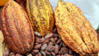 Cacao y chocolate del Vraem tendr&aacute;n su fiesta en el parque Kennedy de Miraflores