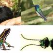 Biodiversidad peruana: estas nuevas especies fueron descubiertas por la ciencia este a&ntilde;o - 