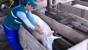 SENASA vacuna m&aacute;s de 80 mil cerdos contra la peste porcina en la regi&oacute;n San Mart&iacute;n  - www.senasa.gob.pe