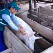 SENASA vacuna m&aacute;s de 80 mil cerdos contra la peste porcina en la regi&oacute;n San Mart&iacute;n  - www.senasa.gob.pe - 