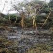 Extinguen incendio forestal en distrito La Banda de Shilcayo en la regi&oacute;n San Mart&iacute;n - 