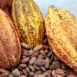 Presentan alternativas para reducir concentraci&oacute;n de cadmio en el cacao en la regi&oacute;n San Mart&iacute;n - 