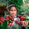 INIA es autorizado como Centro Certificador Laboral de Caf&eacute; y Cacao - 