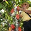 Buscan soluciones para enfrentar a plagas que afectan a los cultivos de cacao - 