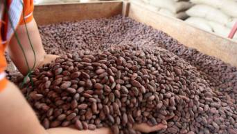 Centro de acopio de caf&eacute; y cacao beneficia a m&aacute;s de 1,000 familias de Tocache