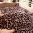 Centro de acopio de caf&eacute; y cacao beneficia a m&aacute;s de 1,000 familias de Tocache - 