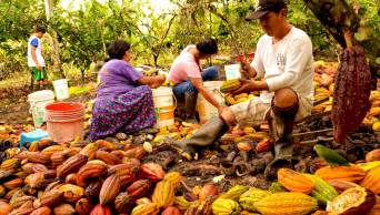 M&aacute;s de 40 mil productores de cacao y caf&eacute; fueron capacitados en plagas
