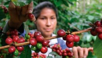 Capacitan a m&aacute;s de 40 mil productores de cacao y caf&eacute; en manejo de plagas