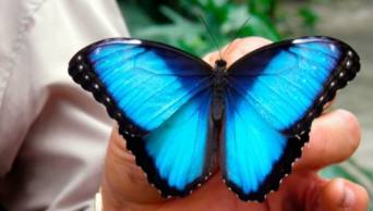 Mariposario �Morpho Azul� se consolida como destino de turismo rural comunitario en Nueva Cajamarca