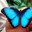 Mariposario �Morpho Azul� se consolida como destino de turismo rural comunitario en Nueva Cajamarca - 