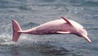 Pescadores hallan muerto a delf&iacute;n rosado en r&iacute;o Huallaga - Loreto