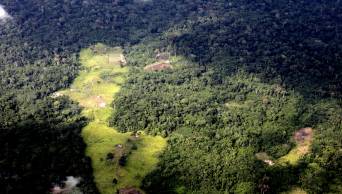 Ley de Cambio Clim&aacute;tico favorecer&aacute; reducci&oacute;n de deforestaci&oacute;n