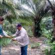 Realizan vigilancia y control de plagas en palma aceitera en Ucayali - 