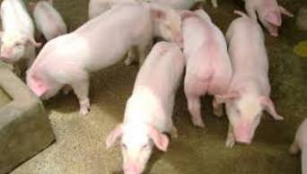 Granja porcina de Ja&eacute;n triplica ventas anuales gracias a la tecnolog&iacute;a