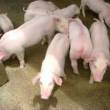 Granja porcina de Ja&eacute;n triplica ventas anuales gracias a la tecnolog&iacute;a - 