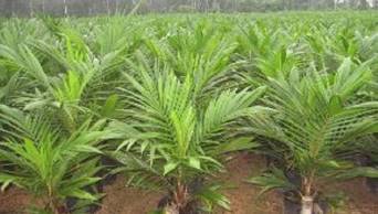Buscan aprobaci&oacute;n de Plan Nacional de desarrollo de la palma aceitera