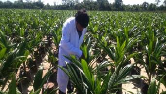 Regi&oacute;n Ucayali posee mayor plantaci&oacute;n en hect&aacute;reas de palma aceitera