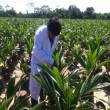 Regi&oacute;n Ucayali posee mayor plantaci&oacute;n en hect&aacute;reas de palma aceitera - 