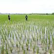 Producci&oacute;n de arroz c&aacute;scara creci&oacute; 55.6% en abril del presente a&ntilde;o - 