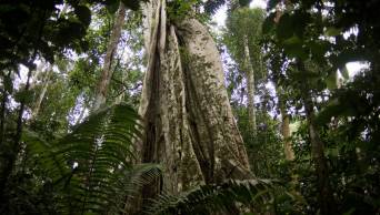 D�A INTERNACIONAL DE BOSQUES TROPICALES: Per&uacute; es cuarto en el mundo en superficie boscosa