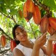 Producci&oacute;n de cacao beneficia a m&aacute;s de 90,000 familias pobres a nivel nacional - 