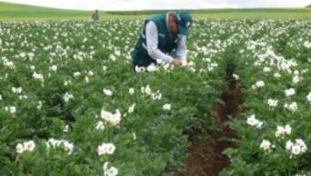 Sector agropecuario creci&oacute; en 8.4% en primer semestre de 2018