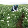 Sector agropecuario creci&oacute; en 8.4% en primer semestre de 2018 - 