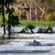 Los drones al servicio de la preservaci&oacute;n de los delfines del Amazonas - 