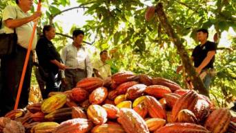 CACAO PERUANO: M&aacute;s del 50% de las ventas al exterior se dirige a Europa