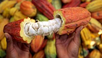 Per&uacute; trabaja para cumplir con est&aacute;ndar de Uni&oacute;n Europea en el cacao