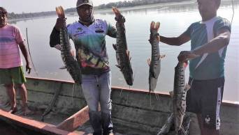 Promueven el cultivo de peces amaz&oacute;nicos en lagunas de San Mart&iacute;n