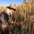 Agricultores tienen hasta junio 2019 para acogerse a programa de rescate financiero - 