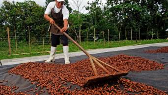 Estas son las �reas Naturales Protegidas que producen el mejor cacao del Per&uacute;
