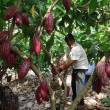 San Mart&iacute;n mejorar&aacute; producci&oacute;n de cacao con fertilizantes org&aacute;nicos - 