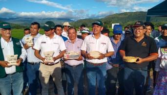 Presentan en San Mart&iacute;n nueva variedad de arroz resistente a las plagas
