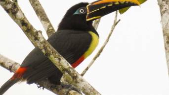 Realizar&aacute;n marat&oacute;n de observaci&oacute;n de aves en la Reserva Nacional Allpahuayo Mishana - Loreto
