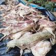 Decomisan en Yurimaguas 255 kilos de carne de animales silvestres - 