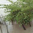 Evacuar&aacute;n a familias damnificadas por desborde del Mara&ntilde;&oacute;n - 